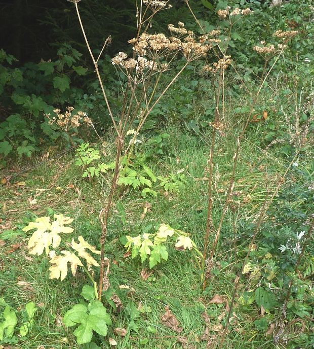 boľševník borščový Heracleum sphondylium L.