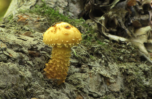 šupinovka ohnivá Pholiota flammans (Batsch) P. Kumm.