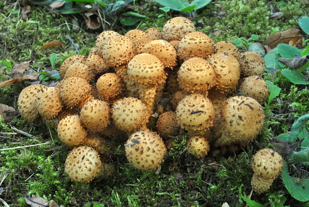 šupinovka šupinatá Pholiota squarrosa (Vahl) P. Kumm.