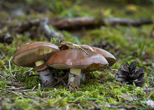 masliak obyčajný Suillus luteus (L.) Roussel