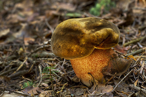 hríb zrnitohlúbikový Sutorius luridiformis (Rostk.) G. Wu & Zhu L. Yang