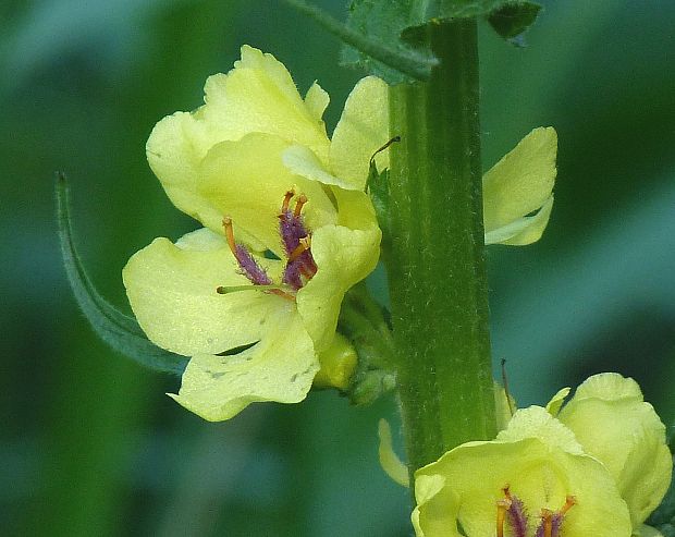 divozel čierny Verbascum nigrum L.