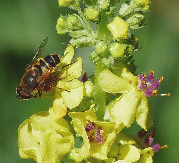 divozel čierny Verbascum nigrum L.