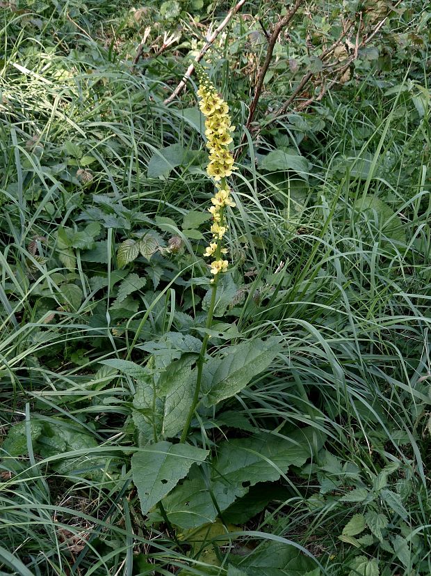 divozel čierny Verbascum nigrum L.