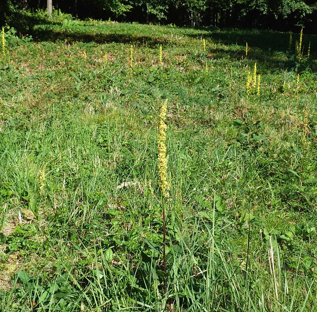 divozel čierny Verbascum nigrum L.