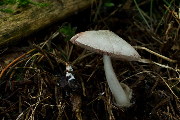 pošvovec Volvariella sp.