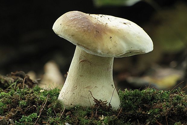 hríb smrekový-hřib smrkový Boletus edulis Bull.