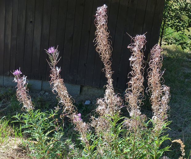 kyprina úzkolistá Chamerion angustifolium (L.) Holub