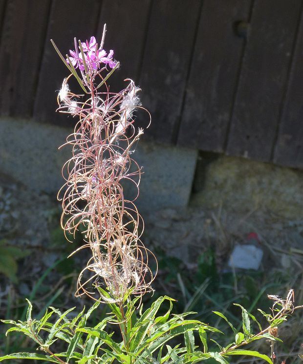 kyprina úzkolistá Chamerion angustifolium (L.) Holub