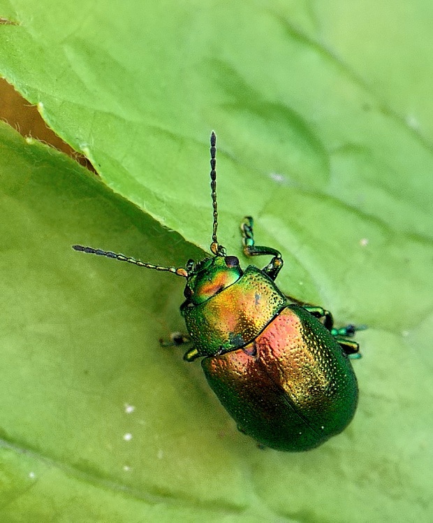 liskavka Chrysolina graminis