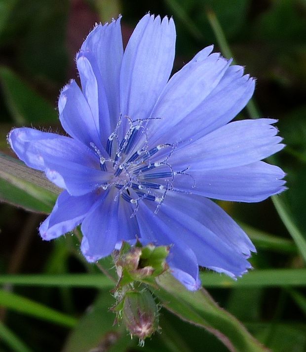 čakanka obyčajná Cichorium intybus L.