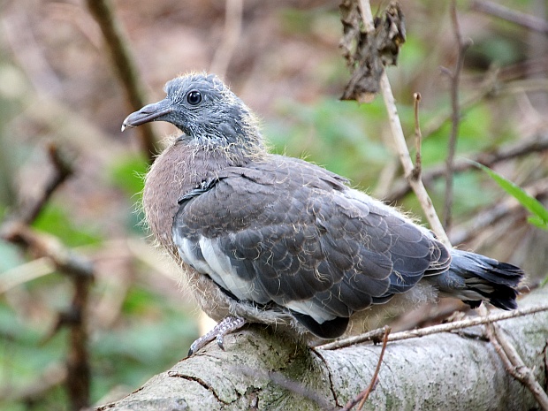 holub hrivnák Columba palumbus