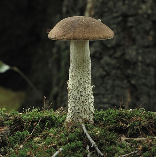 kozák brezový-kozák březový Leccinum scabrum (Bull.) Gray