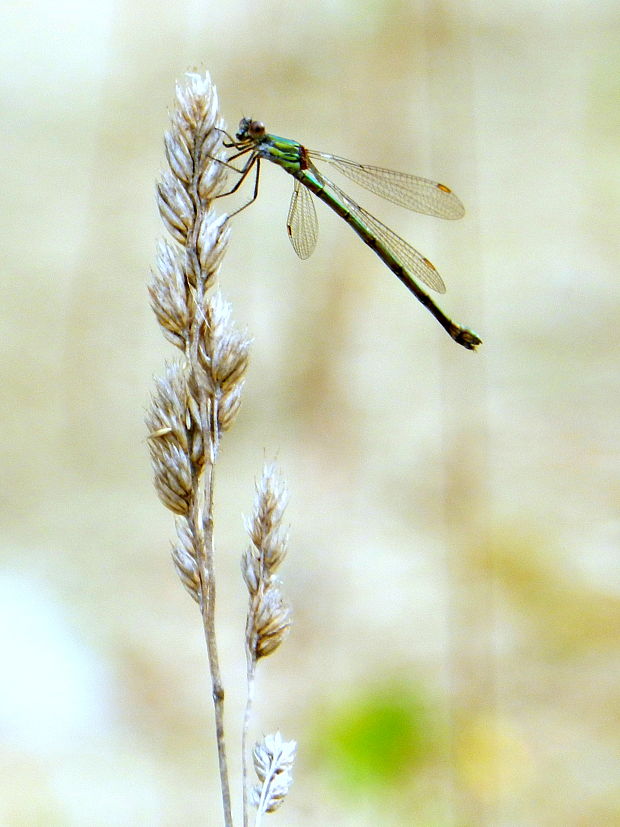 šidlovka  Lestes virens