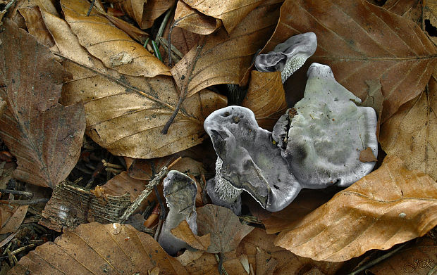 korkovec čierny Phellodon niger (Fr.) P. Karst.