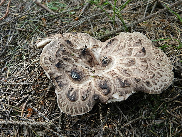 jelenkovec škridlicovitý Sarcodon imbricatus (L.) P. Karst.