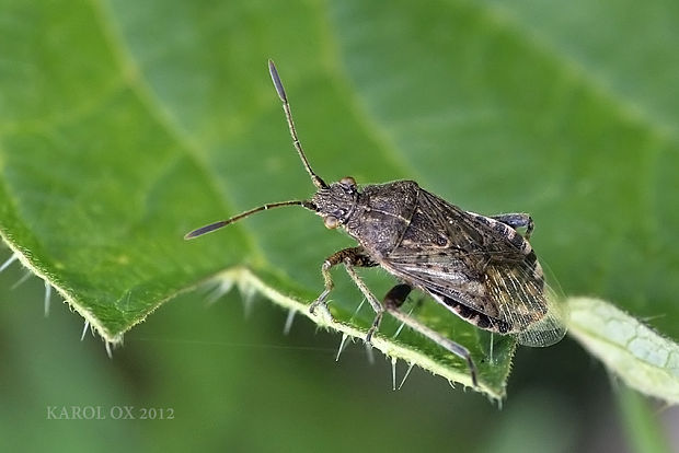 bzdocha Stictopleurus abutilon