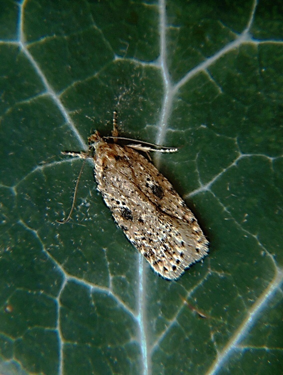 ploskáč lopúchový Agonopterix arenella