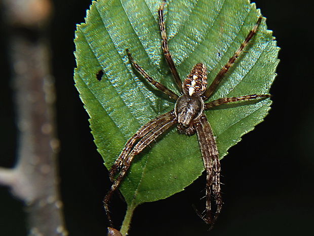 križiak obyčajný Araneus diadematus