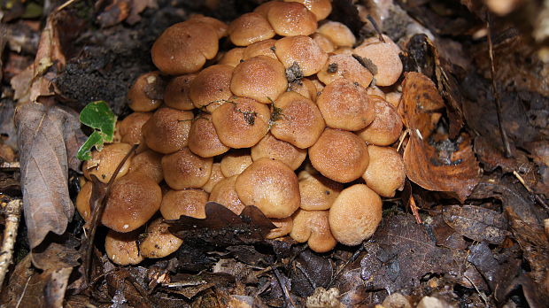 podpňovka Armillaria sp.