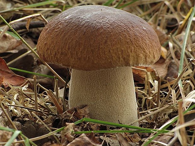 hríb smrekový-hřib smrkový Boletus edulis Bull.