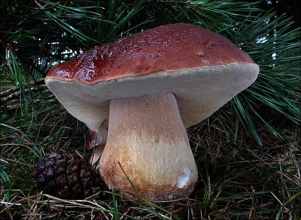 hríb sosnový Boletus pinophilus Pil. et Dermek in Pil.