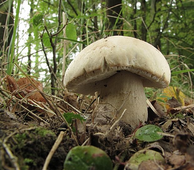 hríb dubový-hřib dubový Boletus reticulatus Schaeff.