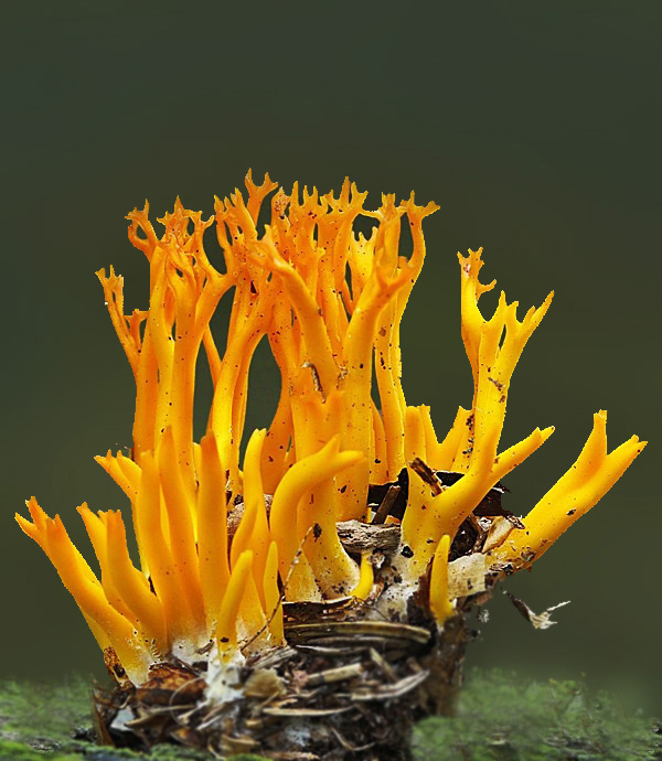 parôžkovec lepkavý Calocera viscosa (Pers.) Fr.