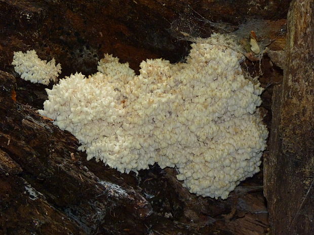 koralovec bukový Hericium coralloides (Scop.) Pers.