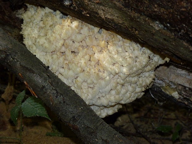 koralovec bukový Hericium coralloides (Scop.) Pers.