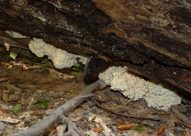 koralovec bukový Hericium coralloides (Scop.) Pers.