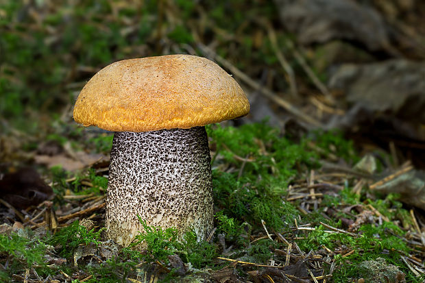 kozák žltooranžový Leccinum versipelle (Fr. & Hök) Snell