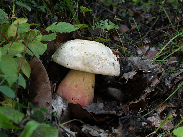 hríb satanský Rubroboletus satanas f. satanas (Lenz) Kuan Zhao & Zhu L. Yang