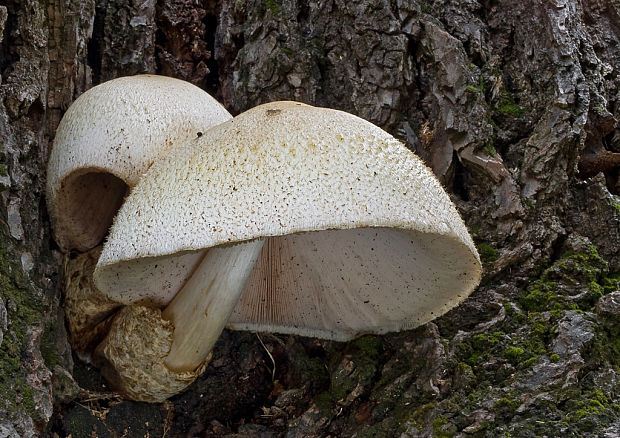 pošvovec stromový Volvariella bombycina (Schaeff.) Singer