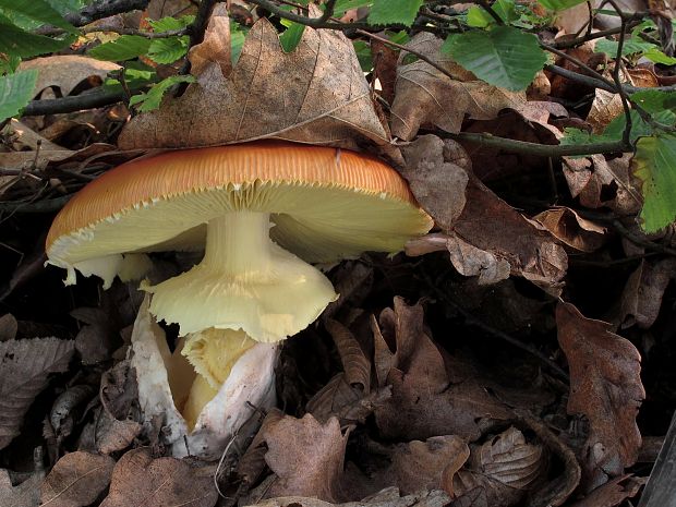 muchotrávka cisárska Amanita caesarea (Scop.) Pers.