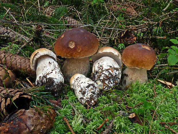 hríb smrekový Boletus edulis Bull.