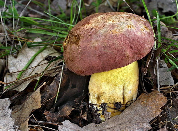 hríb nádherný Butyriboletus fuscoroseus (Smotl.) Vizzini & Gelardi