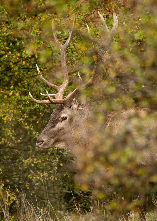 jeleň lesný Cervus elaphus