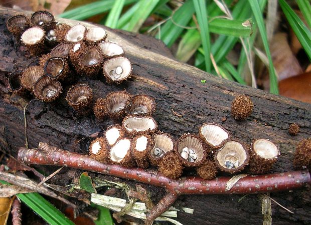 čiaškovec pásikavý Cyathus striatus (Huds.) Willd.