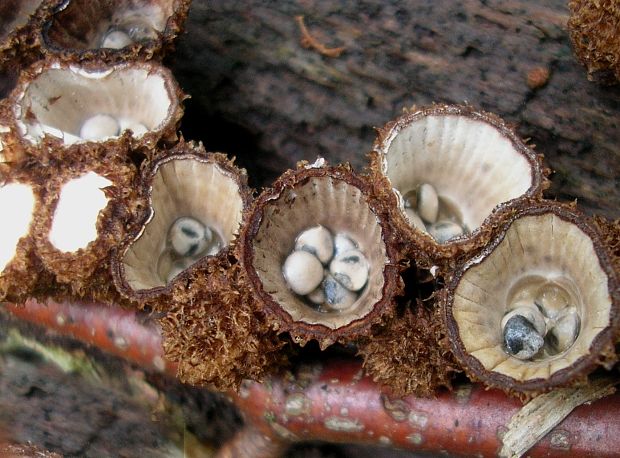 čiaškovec pásikavý Cyathus striatus (Huds.) Willd.