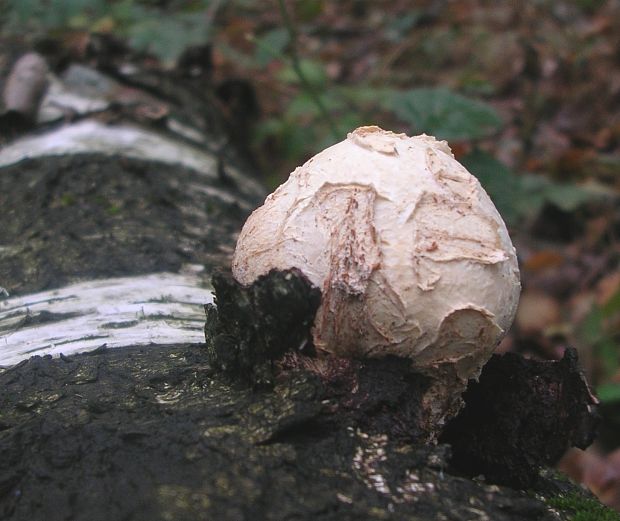 brezovník obyčajný Fomitopsis betulina (Bull.) B.K. Cui, M.L. Han & Y.C. Dai