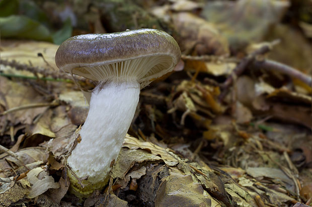 sliziak mazľavý Gomphidius glutinosus (Schaeff.) Fr.