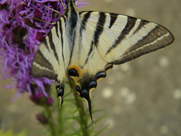 vidlochvost ovocný Iphiclides podalirius