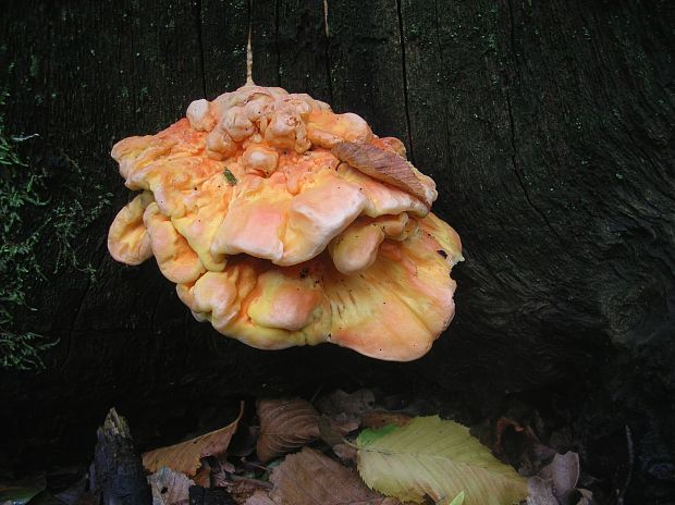 sírovec obyčajný Laetiporus sulphureus (Bull.) Murrill