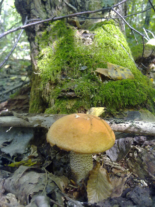 kozák osikový Leccinum albostipitatum den Bakker & Noordel.