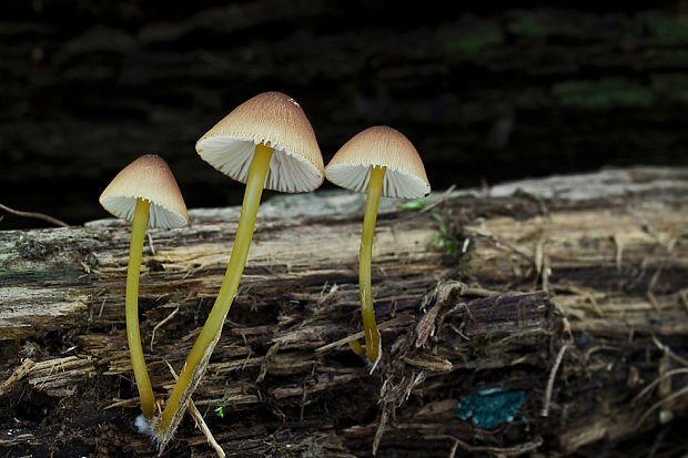 prilbička žltohlúbiková Mycena renati Quél.