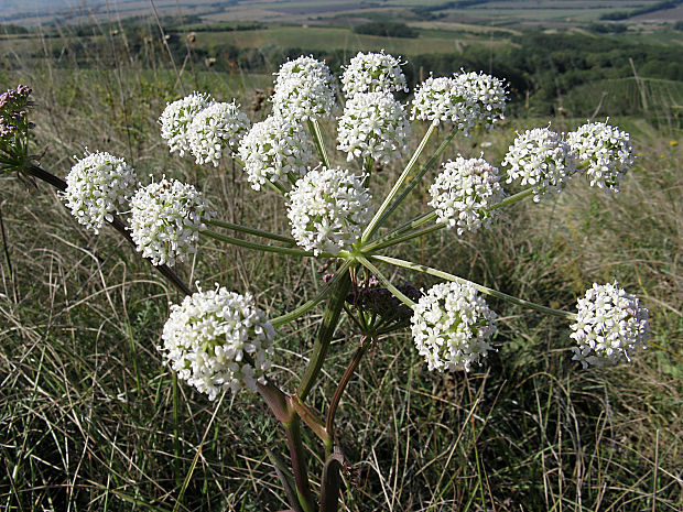 smldník jelení Peucedanum cervaria (L.) Cusson