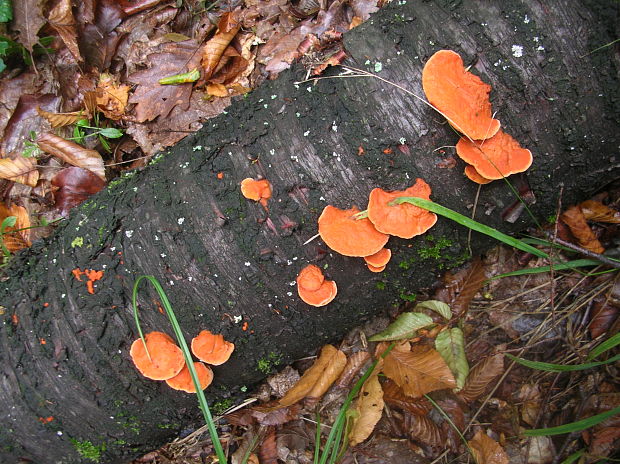 červenica rumelková Pycnoporus cinnabarinus (Jacq.) P. Karst.