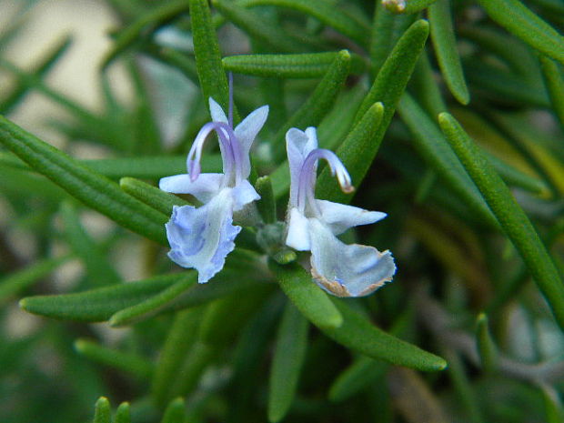 rozmarín lekársky Rosmarinus officinalis L.