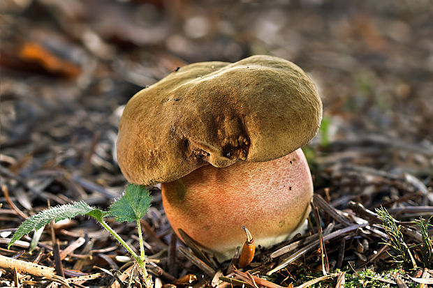 hríb zrnitohlúbikový Sutorius luridiformis (Rostk.) G. Wu & Zhu L. Yang